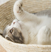 Japanese Straw Cat Bed