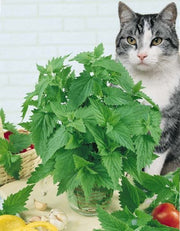 Natural Catnip